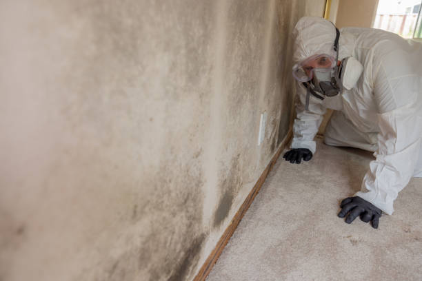 Biohazard Mold Removal in Hopewell, NJ